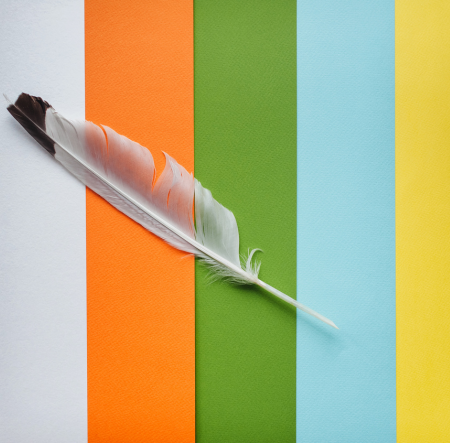 feather on a colorful background